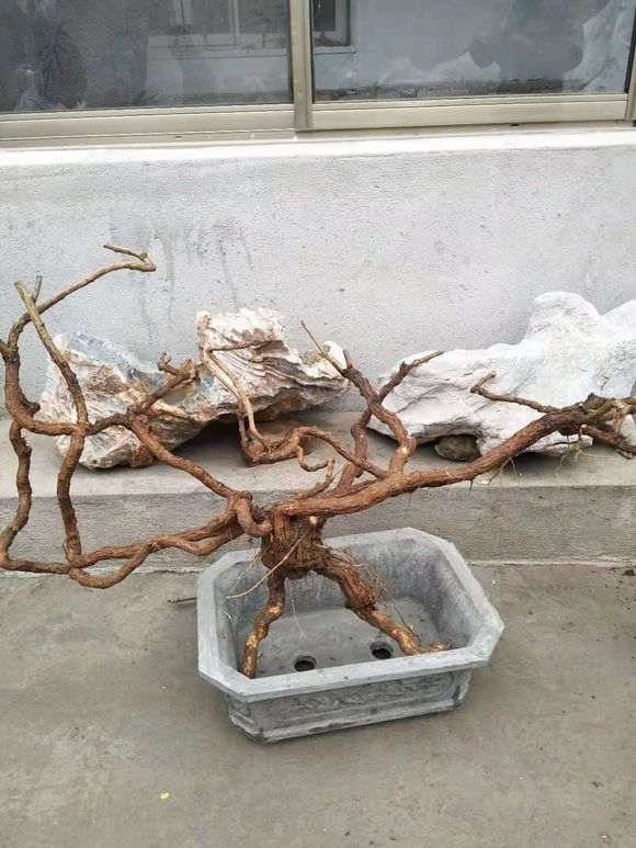 为什么枸杞下山桩玩的是以根代颈 图片