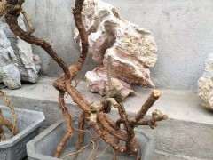 为什么枸杞下山桩玩的是以根代颈 图片