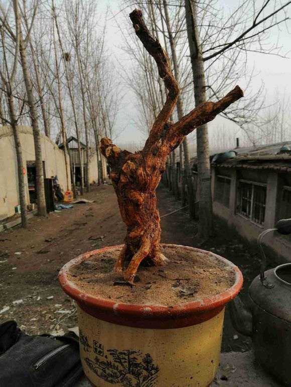 为什么 枸杞下山桩埋土里就能活 图片