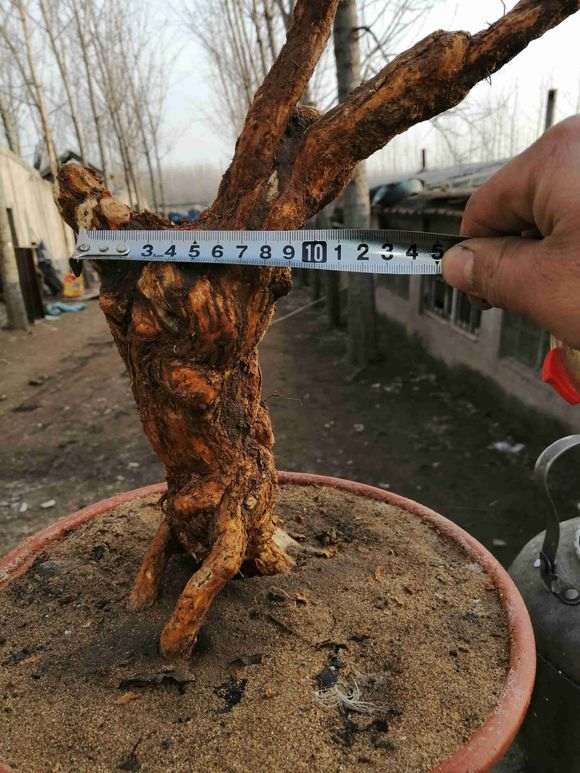 为什么 枸杞下山桩埋土里就能活 图片