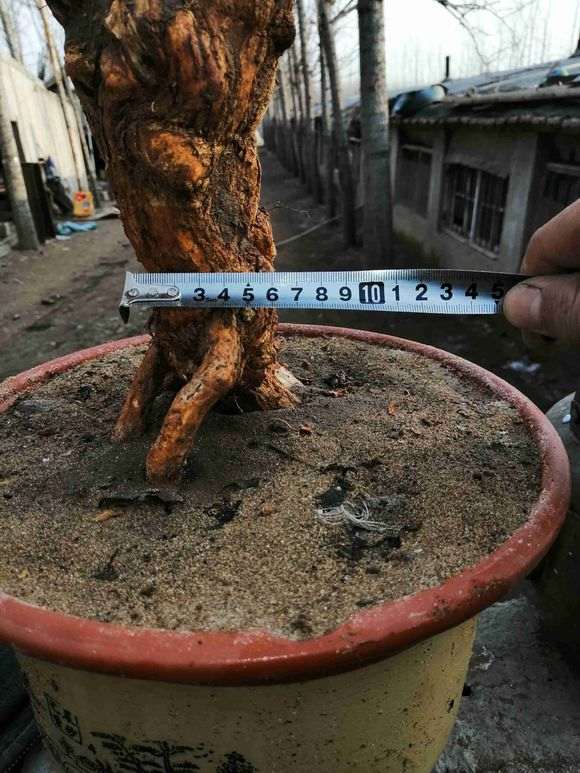 为什么 枸杞下山桩埋土里就能活 图片