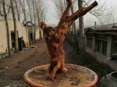 为什么 枸杞下山桩埋土里就能活 图片