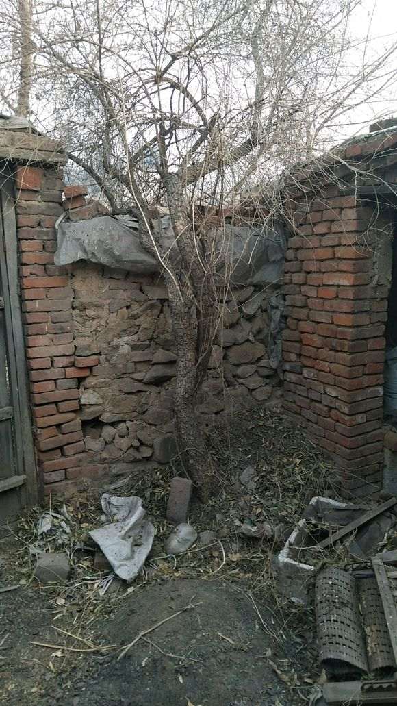 这么粗的枸杞下山桩树能做盆景吗 图片