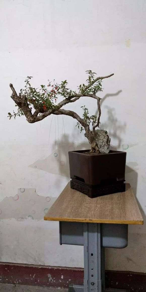 刚摘了枸杞下山桩的叶子 准备过冬 怎么样
