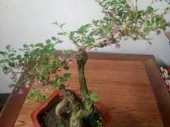 喜欢玩枸杞下山桩 闲着就想挖 图片