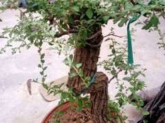 我的枸杞下山桩 现在没发芽 怎么办 图片