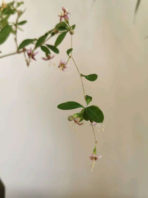 枸杞下山桩只开花不结果是什么原因 图片