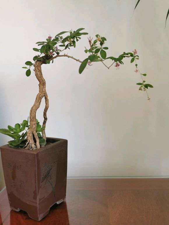 枸杞下山桩只开花不结果是什么原因 图片