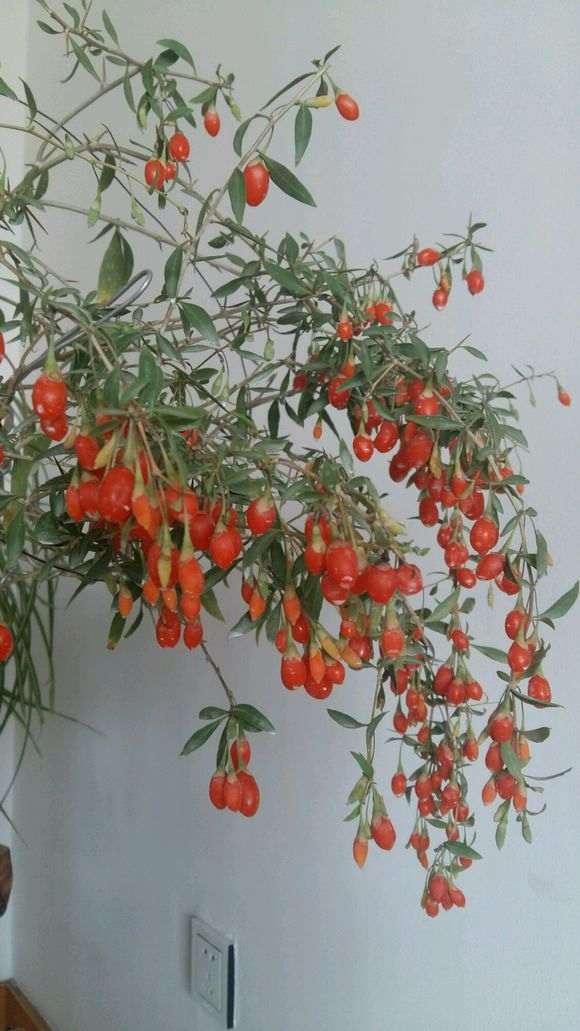 为什么北方枸杞下山桩不休眠 图片