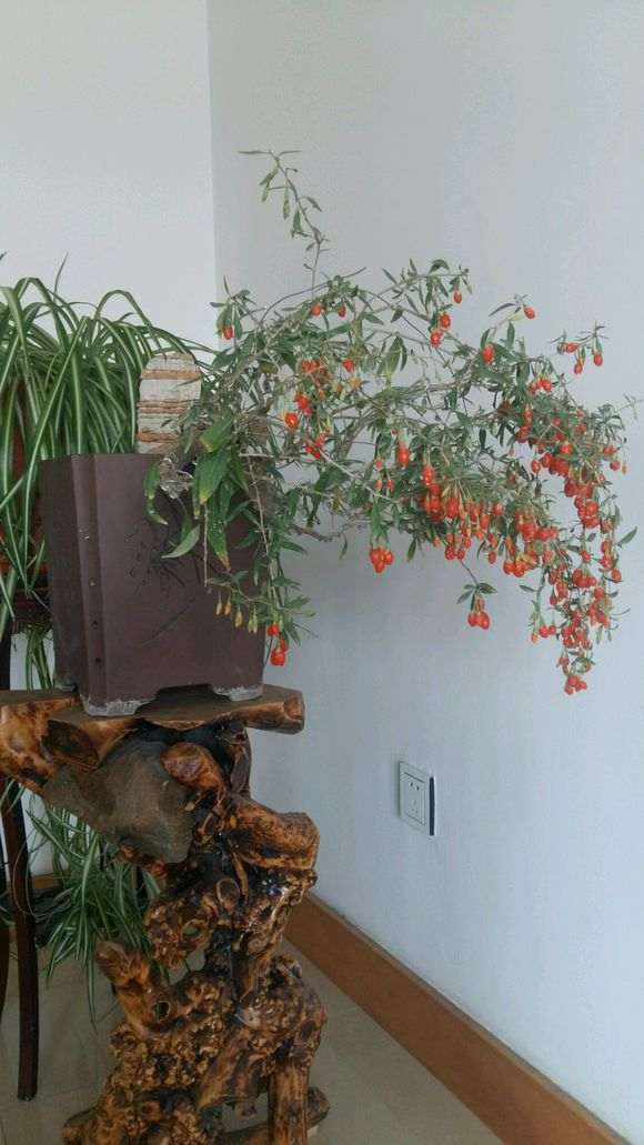 为什么北方枸杞下山桩不休眠 图片