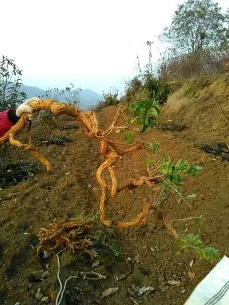 枸杞下山 这个时候在上盆还活吗 图片