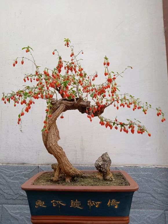 为什么 枸杞下山桩在开花时要放室外 图片