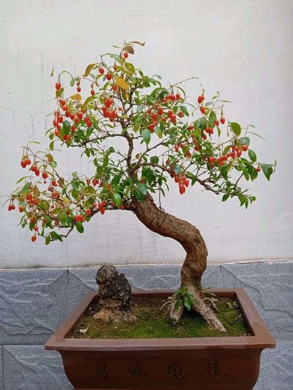 为什么 枸杞下山桩在开花时要放室外 图片