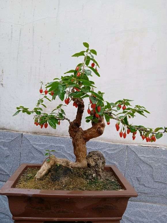 为什么 枸杞下山桩在开花时要放室外 图片