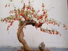 为什么枸杞下山桩在开花时要放室外 图片