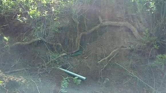 挖到一颗3米长的枸杞下山桩 怎么样 图片