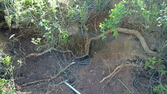 挖到一颗3米长的枸杞下山桩 怎么样 图片