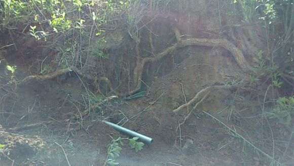 挖到一颗3米长的枸杞下山桩 怎么样 图片