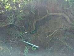 挖到一颗3米长的枸杞下山桩 可以吗 图片