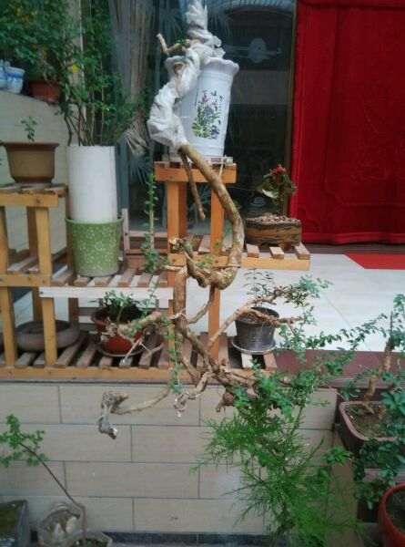 为什么枸杞下山桩用薄膜包起来 图片