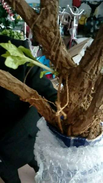 老枸杞下山桩怎么高压的方法 图片