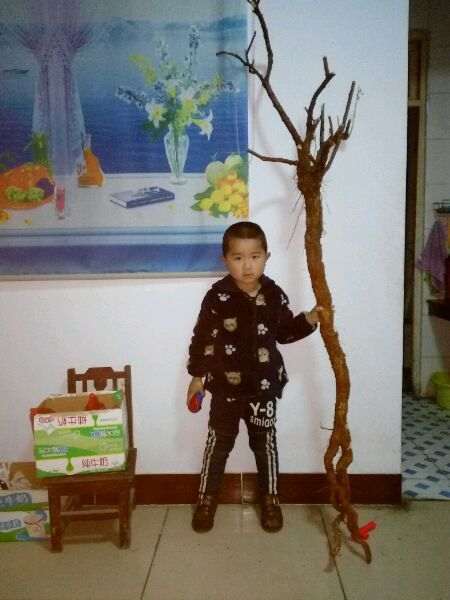 老枸杞下山桩怎么高压的方法 图片