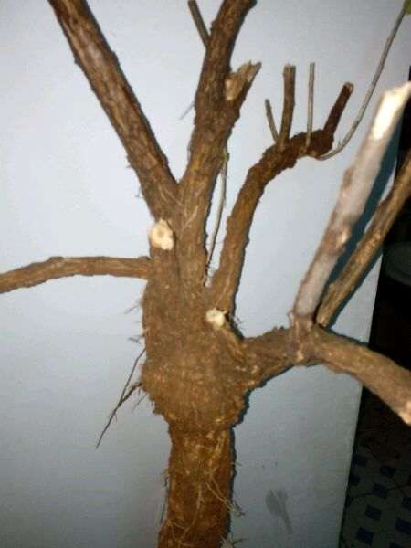 老枸杞下山桩怎么高压的方法 图片