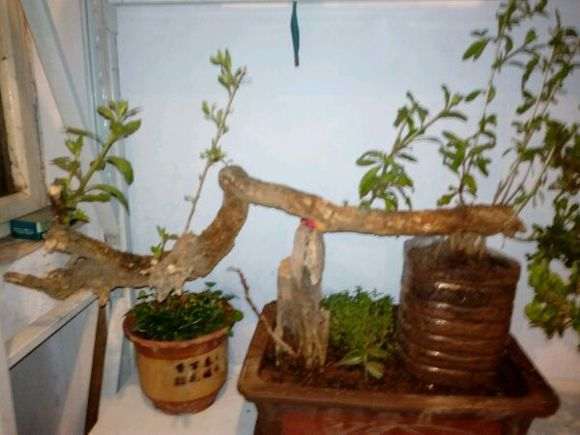 老枸杞下山桩怎么高压的方法 图片