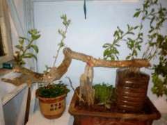 老枸杞下山桩怎么高压的方法 图片