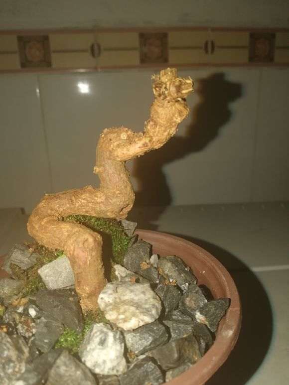 枸杞下山桩怎样才能种活的方法 图片