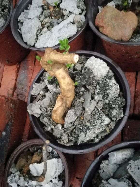 枸杞下山桩怎样才能种活的方法 图片