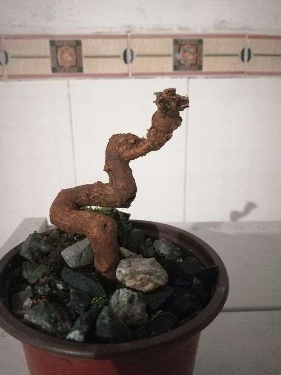 枸杞下山桩怎样才能种活的方法 图片