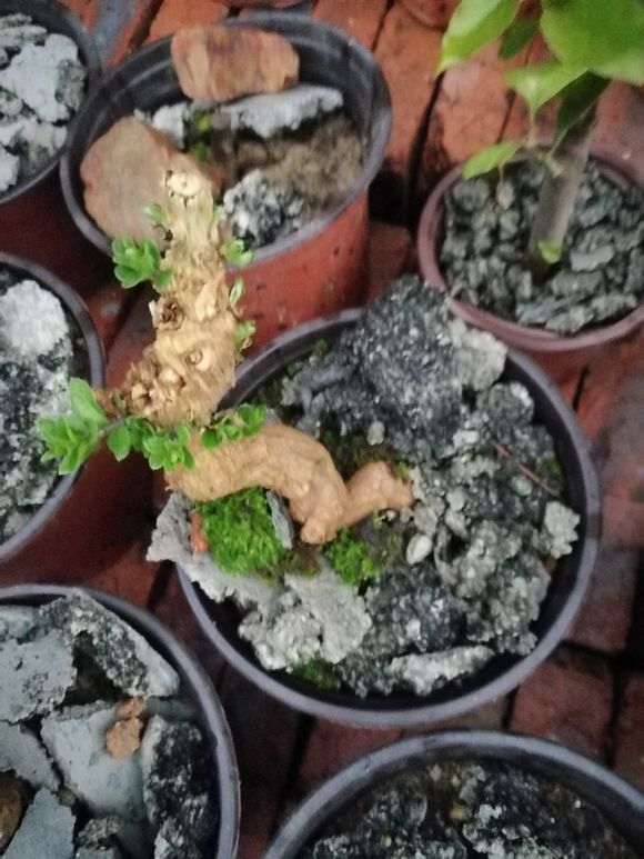 枸杞下山桩怎样才能种活的方法 图片