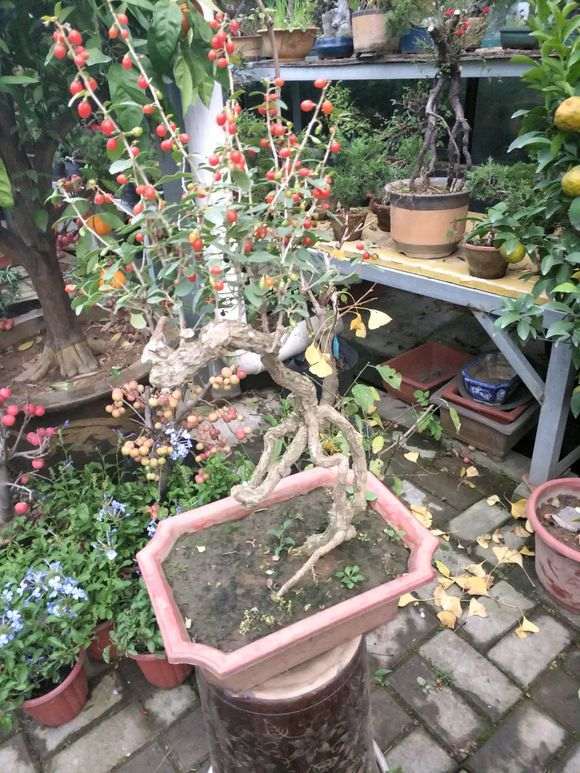 怎么提高枸杞下山桩的上盆成活率 图片