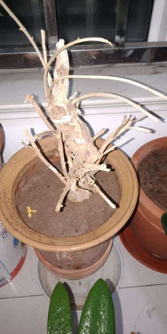 一颗枸杞下山桩 放阳台居然发芽了 图片