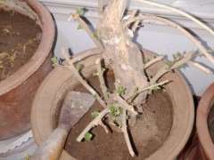 一颗枸杞下山桩 放阳台居然发芽了 图片