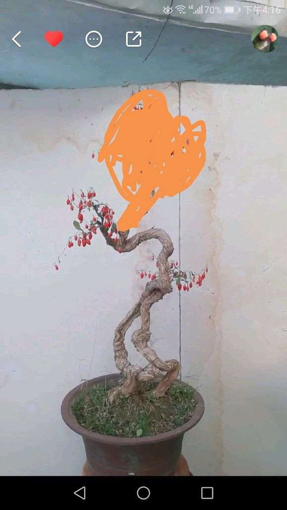 室内阳台的枸杞下山桩 开花不结果 怎么办