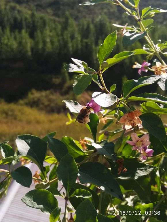 为啥枸杞下山桩只开花不结果 图片