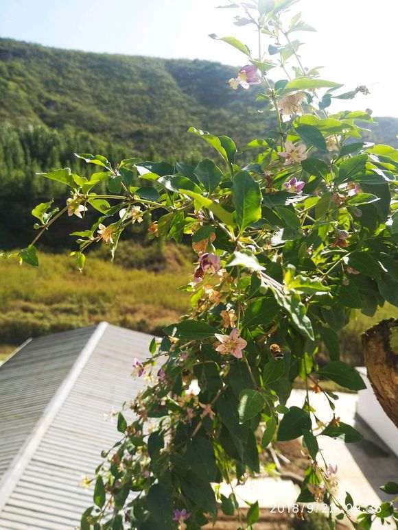 为啥枸杞下山桩只开花不结果 图片