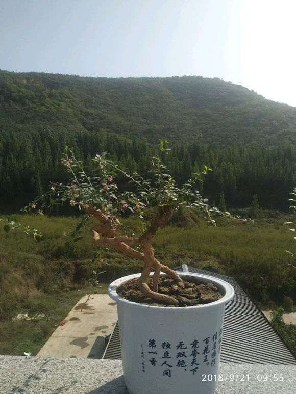 为啥枸杞下山桩只开花不结果 图片