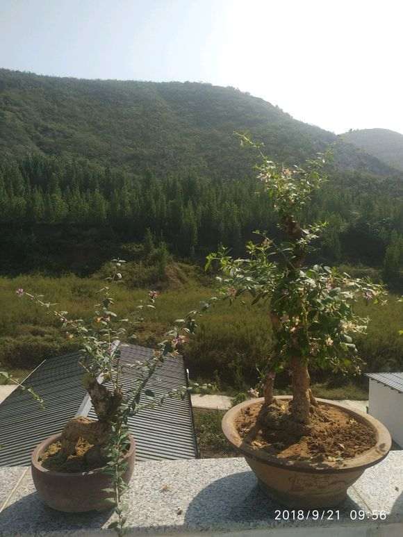 为啥枸杞下山桩只开花不结果 图片