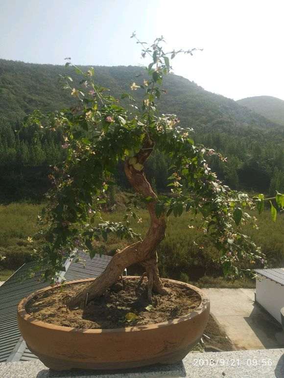 为啥枸杞下山桩只开花不结果 图片