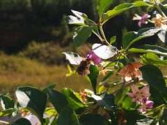 为啥枸杞下山桩只开花不结果 图片