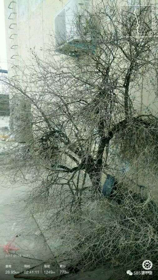 这棵枸杞下山桩树有多少年 图片