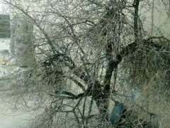 这棵枸杞下山桩树有多少年 图片