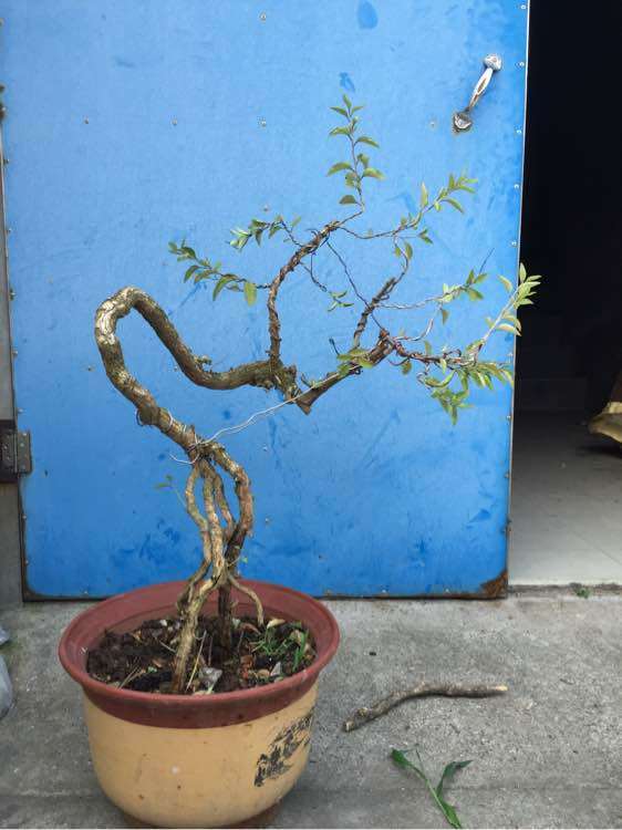 我ps了一棵枸杞下山桩 大家看看 图片