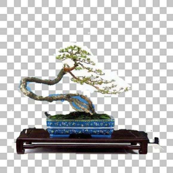 我ps了一棵枸杞下山桩 大家看看 图片