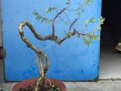 我ps了一棵枸杞下山桩 大家看看 图片