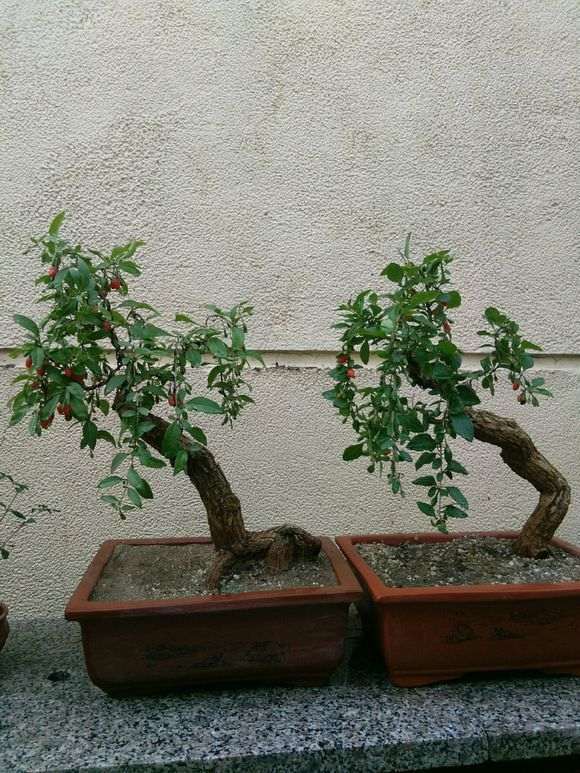 后两棵枸杞下山桩刚栽不久 顶一个 图片