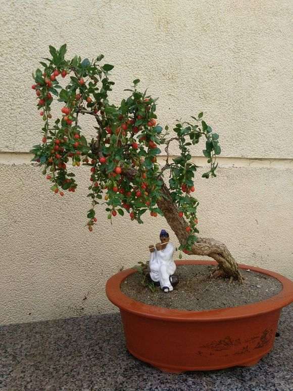 后两棵枸杞下山桩刚栽不久 顶一个 图片